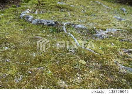 苔の生えた地面に伸びる木の根	 138736045