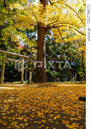 京都上御霊神社の銀杏の落葉 138736071