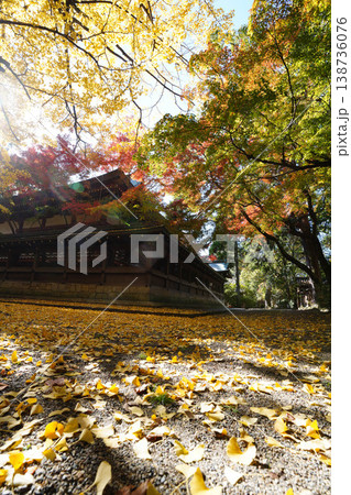 京都上御霊神社の銀杏の落葉 138736076