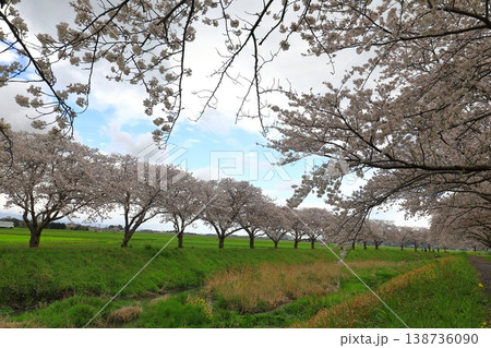 観光名所の桜並木 観光名所の桜並木 138736090