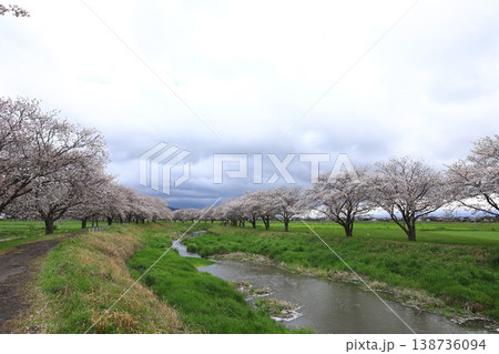 観光名所の桜並木 観光名所の桜並木 138736094