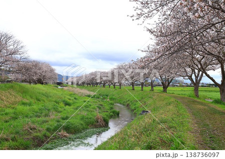 観光名所の桜並木 観光名所の桜並木 138736097