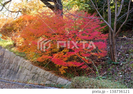 鮮やか　色づく　ドウダンツツジの葉 138736121