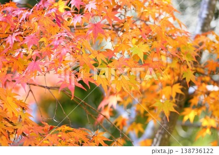 鮮やか　色づく　カエデの葉 138736122