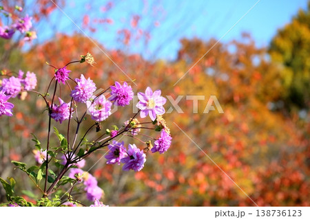 皇帝ダリアの花 皇帝ダリアの花 138736123