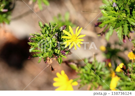 爽やか　マーガレットコスモスの花 138736124