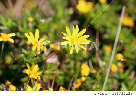 爽やか マーガレットコスモスの花 爽やか マーガレットコスモスの花 138736125