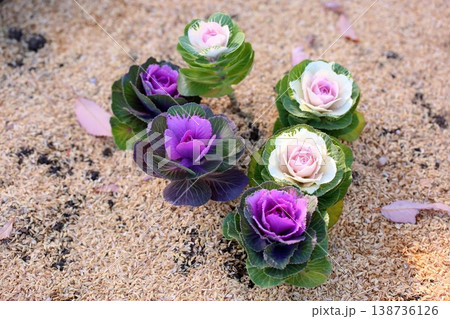 可愛い ハボタンの花 可愛い ハボタンの花 138736126
