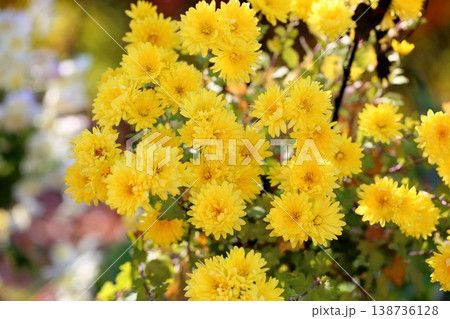 可愛い キクの花 可愛い キクの花 138736128