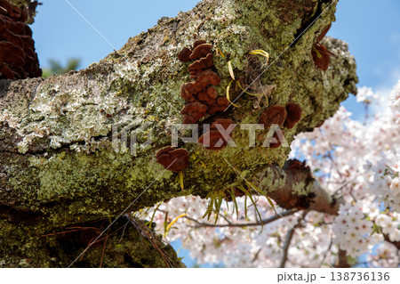老木の桜樹木 老木の桜樹木 138736136