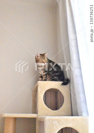 キャットタワーの猫アメリカンショートヘアブラウンパッチドタビー キャットタワーの猫アメリカンショートヘアブラウンパッチドタビー 138736251