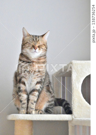 キャットタワーの猫アメリカンショートヘアブラウンパッチドタビー キャットタワーの猫アメリカンショートヘアブラウンパッチドタビー 138736254