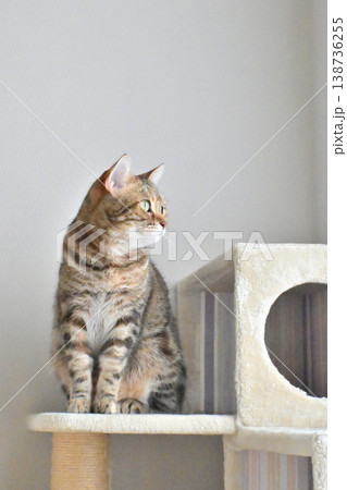 キャットタワーの猫アメリカンショートヘアブラウンパッチドタビー キャットタワーの猫アメリカンショートヘアブラウンパッチドタビー 138736255