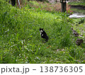 桜の花びらが散る中でカメラを見つめる猫ちゃん 138736305