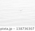 波間を飛ぶ海鳥、背景素材 138736307