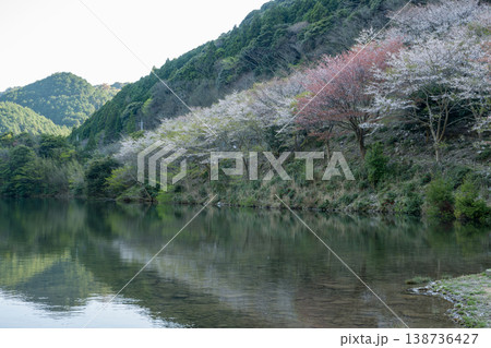 山口県の桜の名所 138736427