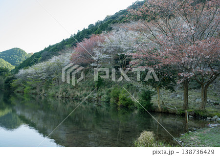 山口県の桜の名所 山口県の桜の名所 138736429