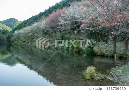 山口県の桜の名所 138736430