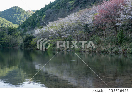 山口県の桜の名所 山口県の桜の名所 138736438