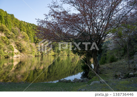山口県の桜の名所 山口県の桜の名所 138736446