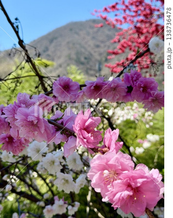 青空と山の緑に赤白ピンクの花桃が映える昼神温泉〈長野県下伊那郡阿智村〉 138736478