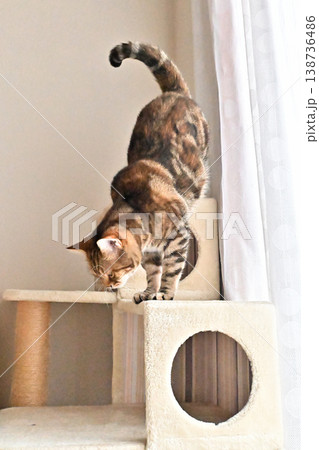 キャットタワーで伸びをする猫のポーズ アメリカンショートヘア ブラウンパッチドタビー キャットタワーで伸びをする猫のポーズ アメリカンショートヘア ブラウンパッチドタビー 138736486
