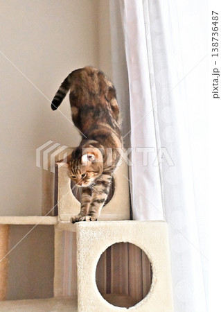キャットタワーで伸びをする猫のポーズ　アメリカンショートヘア　ブラウンパッチドタビー 138736487