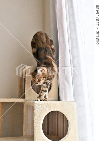 キャットタワーで伸びをする猫のポーズ　アメリカンショートヘア　ブラウンパッチドタビー 138736489