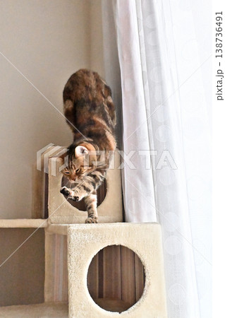キャットタワーで伸びをする猫のポーズ　アメリカンショートヘア　ブラウンパッチドタビー 138736491