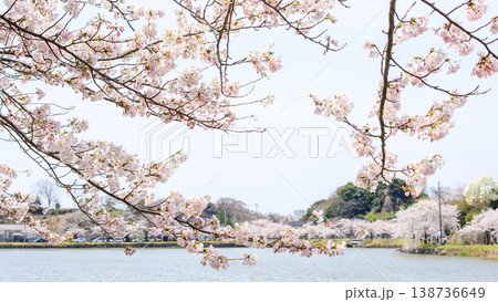 美しい桜咲き誇る春の勢至公園 秋田県 美しい桜咲き誇る春の勢至公園 秋田県 138736649