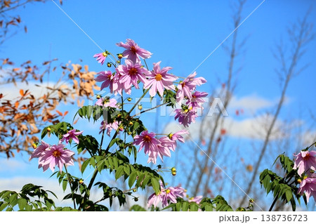 爽やか コウテイダリアの花 爽やか コウテイダリアの花 138736723