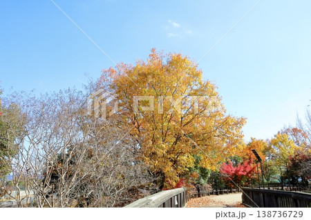 爽やか　黄葉　クヌギの葉 138736729