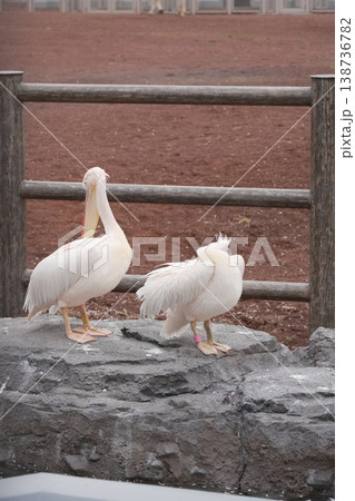 動物園のペリカン 動物園のペリカン 138736782