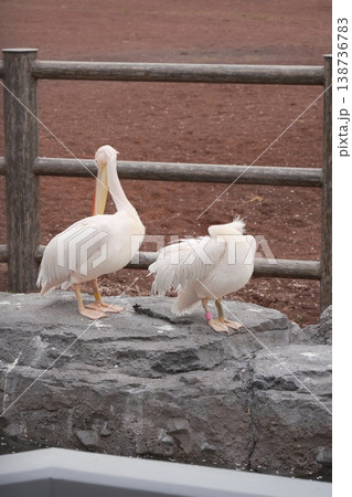 動物園のペリカン 138736783