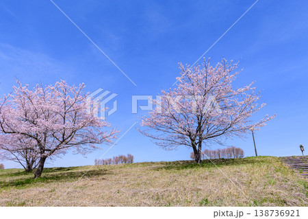 春 宮城丸森の桜づつみ公園を歩く 138736921