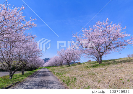 春 宮城丸森の桜づつみ公園を歩く 138736922