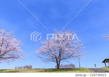 春 宮城丸森の桜づつみ公園を歩く 春 宮城丸森の桜づつみ公園を歩く 138736923