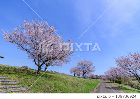 春 宮城丸森の桜づつみ公園を歩く 春 宮城丸森の桜づつみ公園を歩く 138736924