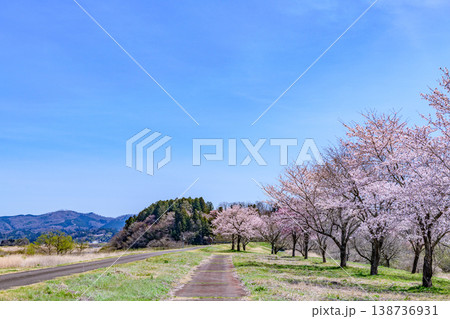 春 宮城丸森の桜づつみ公園を歩く 138736931