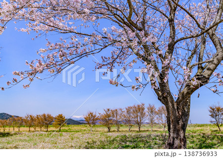 春 宮城丸森の桜づつみ公園を歩く 春 宮城丸森の桜づつみ公園を歩く 138736933
