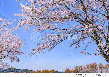 春 宮城丸森の桜づつみ公園を歩く 春 宮城丸森の桜づつみ公園を歩く 138736934