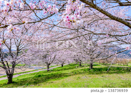 春 宮城丸森の桜づつみ公園を歩く 春 宮城丸森の桜づつみ公園を歩く 138736939