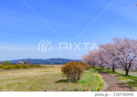 春 宮城丸森の桜づつみ公園を歩く 138736946