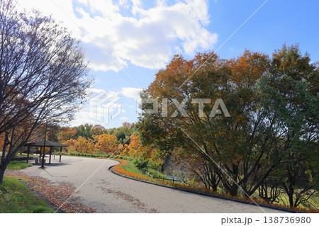 秋の公園　爽やか　色づく　ブナ科の植物 138736980