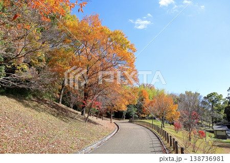 秋の公園　爽やか　輝　黄葉　広葉樹 138736981