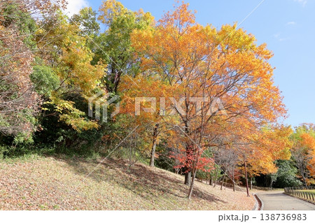 秋の公園　爽やか　黄葉　広葉樹 138736983
