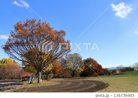 秋の公園　爽やか　色づく　ブナ科の植物 138736985