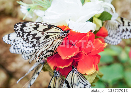 琉宮城蝶々園でカラフルな花の蜜を吸うオオゴマダラたちの羽ばたきが美しい瞬間の風景 琉宮城蝶々園でカラフルな花の蜜を吸うオオゴマダラたちの羽ばたきが美しい瞬間の風景 138737018