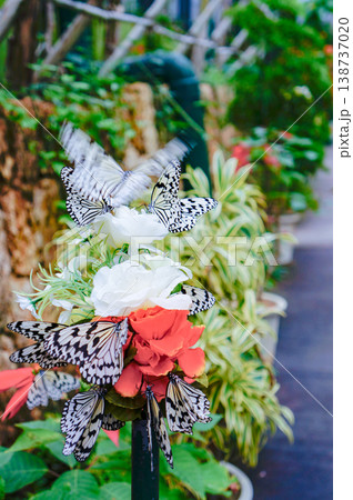 琉宮城蝶々園でカラフルな花の蜜を吸うオオゴマダラたちの羽ばたきが美しい瞬間の風景 138737020