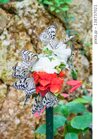 琉宮城蝶々園でカラフルな花の蜜を吸うオオゴマダラたちの羽ばたきが美しい瞬間の風景 138737021